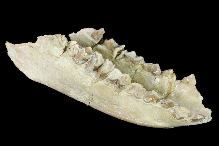 Fossil Oreodont (Merycoidodon) Mandible - Wyoming #143851